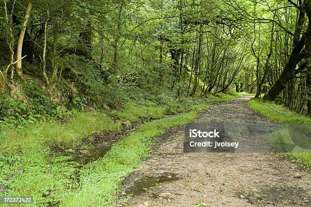 Photo libre de droit de Sentier Forestier banque d'images et plus d'images libres de droit de Arbre - Arbre, Beauté de la nature, Brecon Beacons