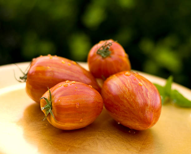 新鮮なオーガニック野菜、地元の庭園をプラムのエアルームトマトのストライプ - heirloom tomato homegrown produce tomato organic ストックフォトと画像