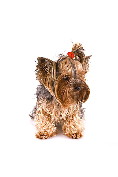 istock Beautiful Yorkishire terrier 172372480