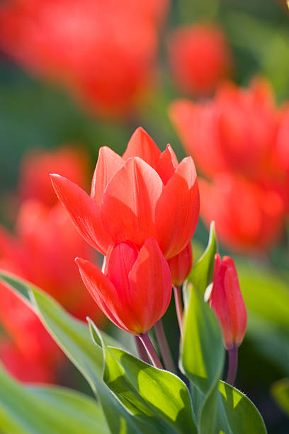 Tulipano rosso - foto stock