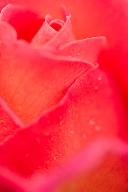Rose Close-Up de laranja - foto de acervo