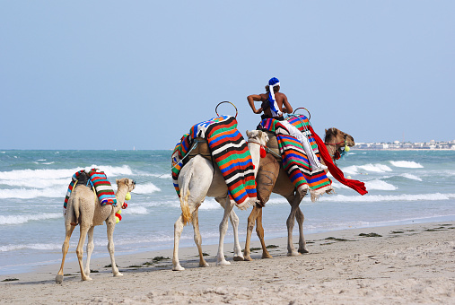 Camels walking on the beach with packs on back