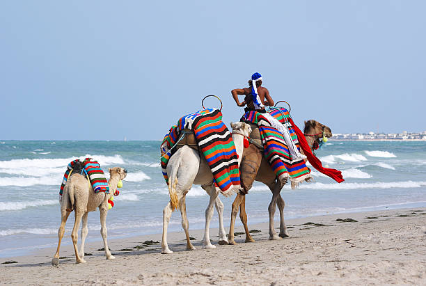 Camels walking on the beach with packs on back Camels on the beach of Djerba.My other similar images djerba stock pictures, royalty-free photos & images