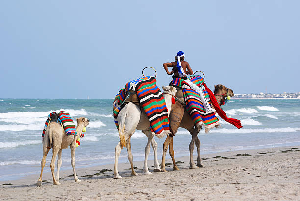 Camels walking on the beach with packs on back Camels on the beach of Djerba.My other similar images tunisia beach stock pictures, royalty-free photos & images