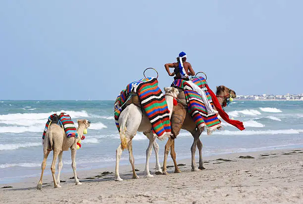Camels on the beach of Djerba.My other similar images