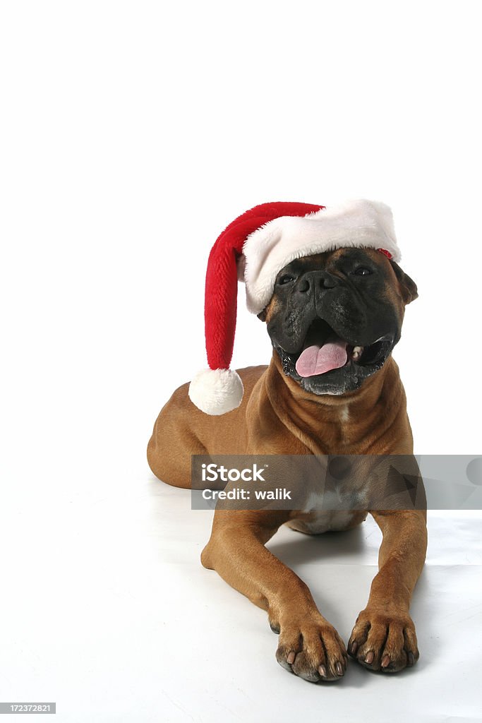 Santa dog More christmas shots - check my lightbox. Animal Stock Photo