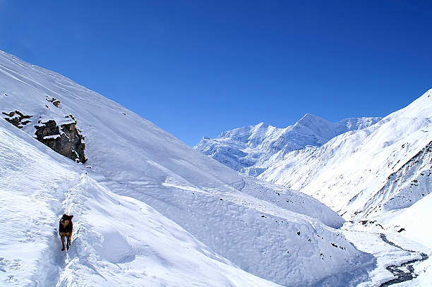 Machhapuchhare, Mt Fishtail in the Himalayas of Nepal, Machapuchare, the Sacred Mountain of Nepal, Machhapuchhare: The Enigmatic Fishtail Peak of Nepal, Machhapuchhare, the Unclimbed Mountain
