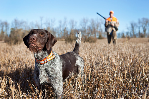 A group of dogs of the hunting spaniel breed are resting in a field after a hunt. Dogs next to hunting trophies. Pheasant and partridge hunting.