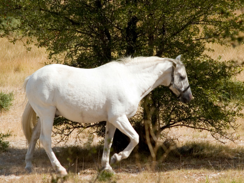 A white horse walking in a field in France.