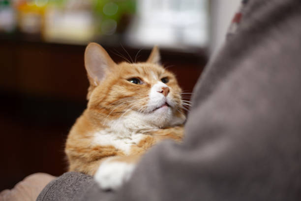 istock woman and her cat 1723730007