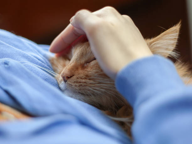 istock woman and her cat 1723730012