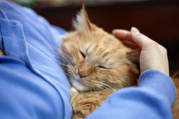 istock woman and her cat 1723730013