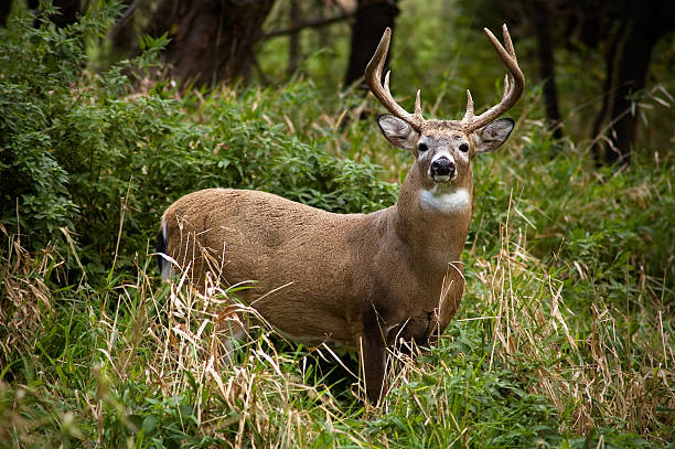 whitetail 벅 - deer season 뉴스 사진 이미지