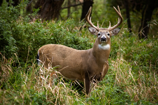 A whitetail buck in prime October condition.
