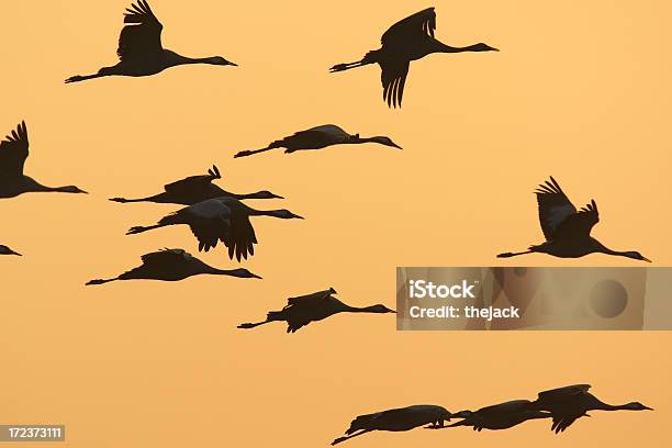 Migration Of The Cranes Stock Photo - Download Image Now - Animal, Animal Body Part, Animal Migration