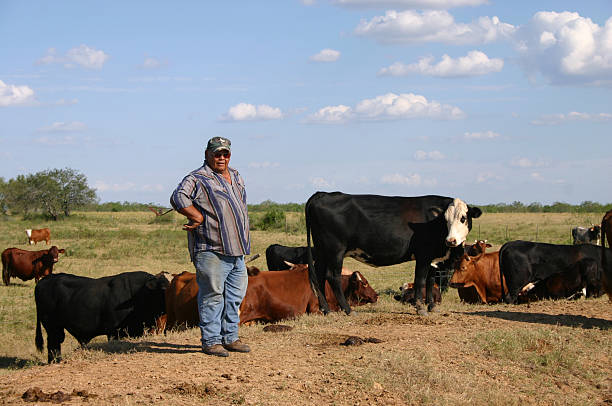 Hispanic Ranch Hand with Cattle stock photo