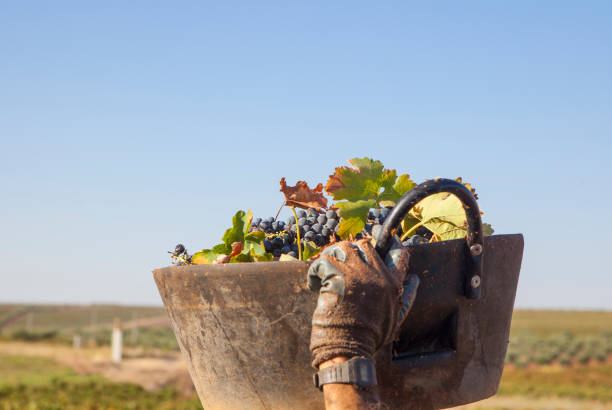 Grape harvester carries the bucket on his head. Grape harvest season scene