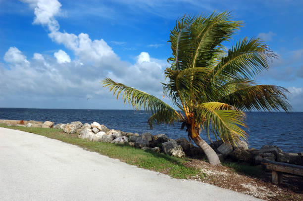 istock miami marina young coconut palm 172373429