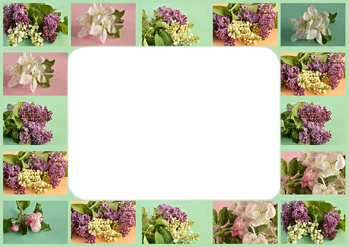 A greeting card created from photographs, bright lilac and apple blossoms on a green background with space for text.