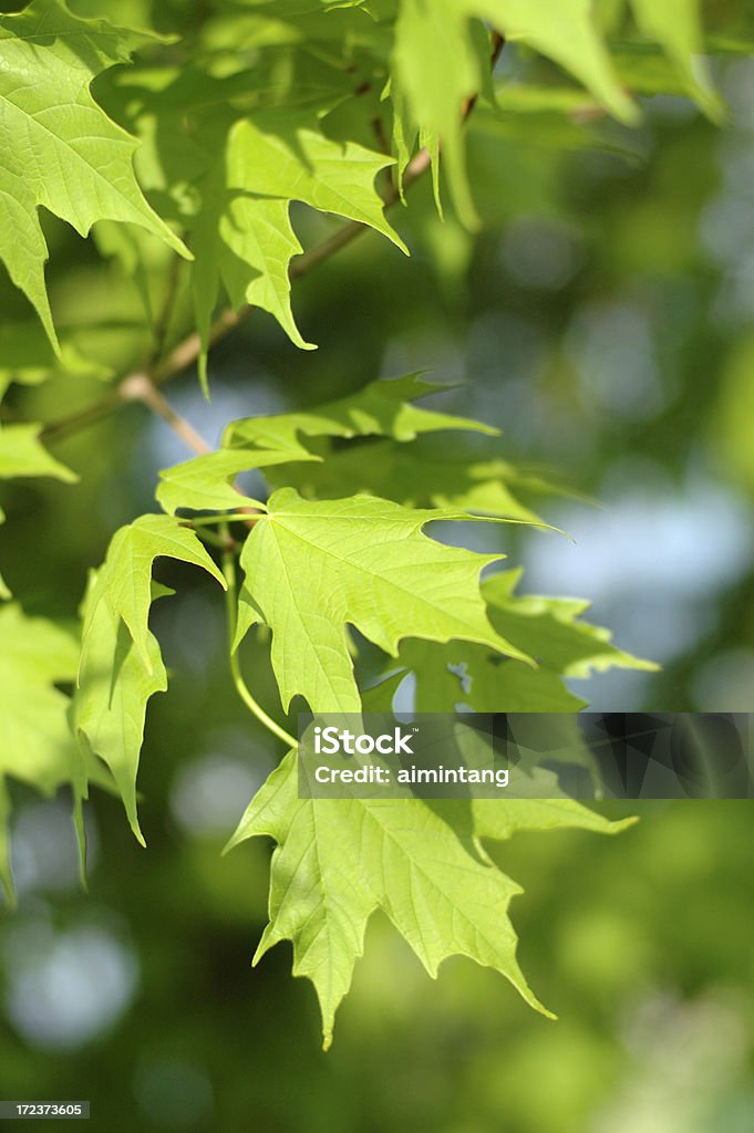 Maple Leaves Green maple leaves Focus On Foreground Stock Photo