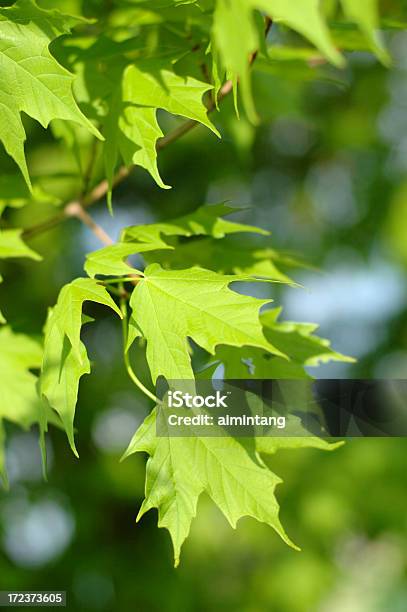 Maple Leaves Stock Photo - Download Image Now - Focus On Foreground, Green Color, Image Focus Technique