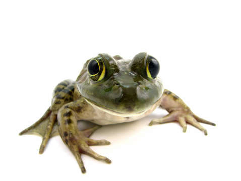 female american bull frog on whitePlease also check out these other frogs
