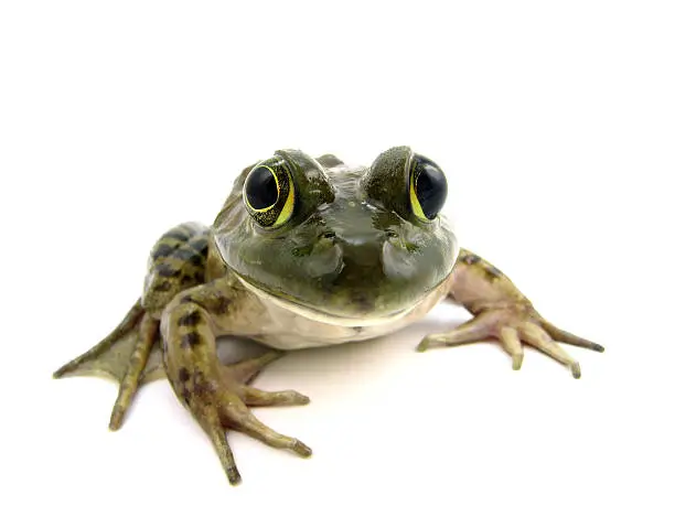 female american bull frog on whitePlease also check out these other frogs