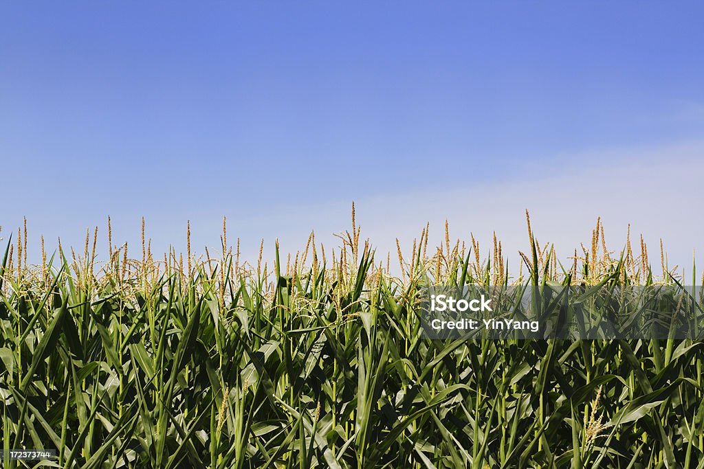 Mais Müsli in Farm Field der Minnesota, Mittlerer Westen - Lizenzfrei Kulturpflanze Stock-Foto