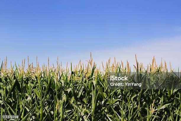 Mais Müsli In Farm Field Der Minnesota Mittlerer Westen Stockfoto und mehr Bilder von Kulturpflanze