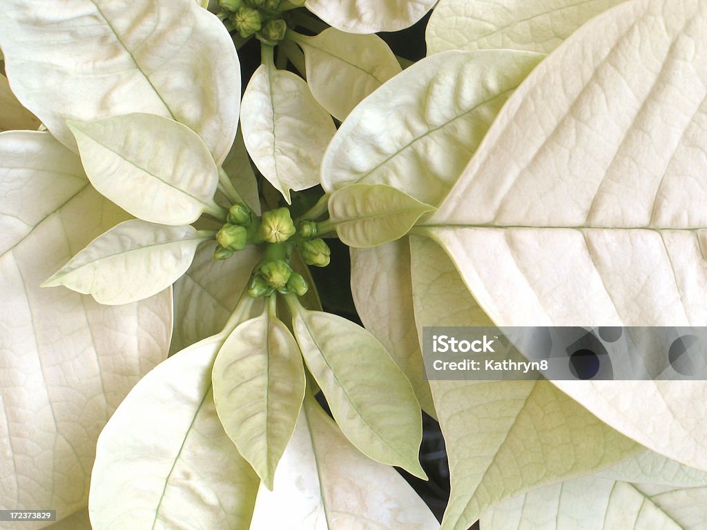 Fleur blanche de Noël - Photo de Poinsettia libre de droits