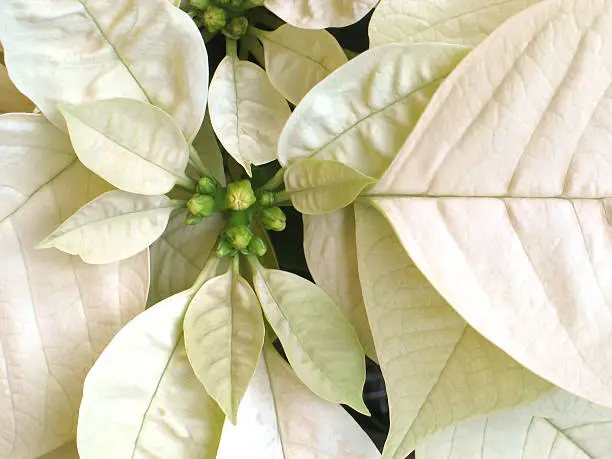 Photo of White Christmas Flower