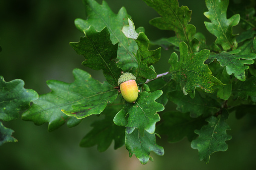 Close up of acorns on a tree