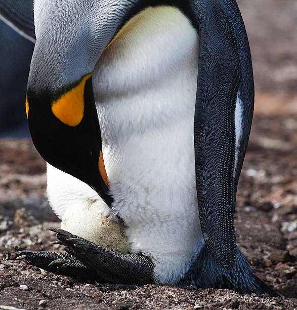 キングペンギン、卵、フォークランド諸島 - saunders island ストックフォトと画像