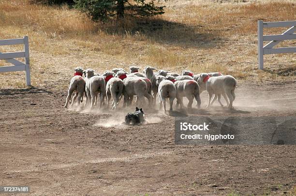 Sheepdog Stock Photo - Download Image Now - Animal, Border Collie, Canine - Animal