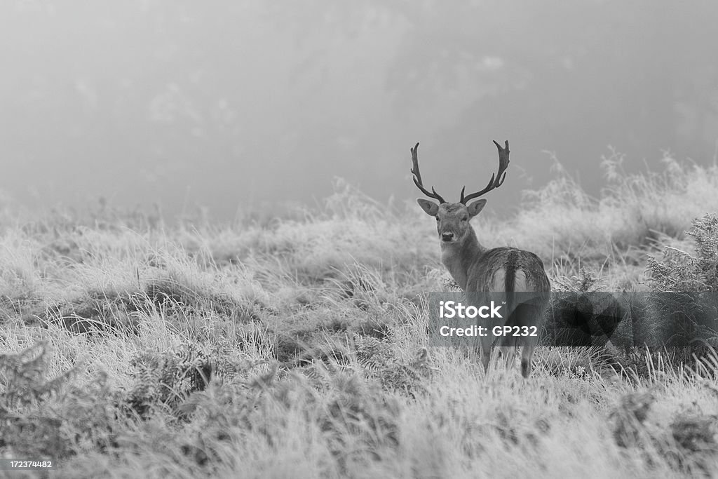 Ciervo gamo despedida de escarcha - Foto de stock de Invierno libre de derechos