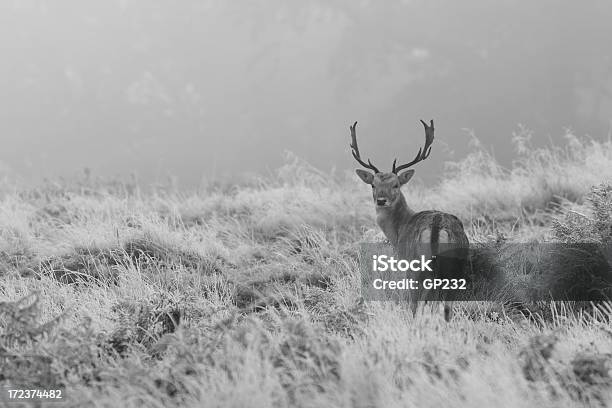 Ciervo Gamo Despedida De Escarcha Foto de stock y más banco de imágenes de Invierno - Invierno, Blanco y negro, Ciervo