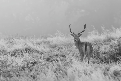 Fallow Deer stag in the misty frosty grasses