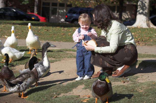 istock Feeding The Ducks Park Mother Child Geese 172374624