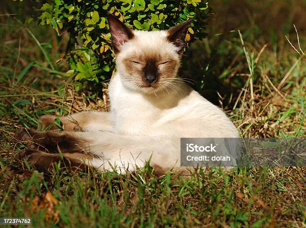 Siamés Mascota Foto de stock y más banco de imágenes de Amor - Sentimiento - Amor - Sentimiento, Animal, Belleza