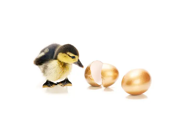 Photo of Duckling looking at golden eggs