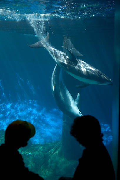 istock Children Watching Dolphins at Aquarium 172374820