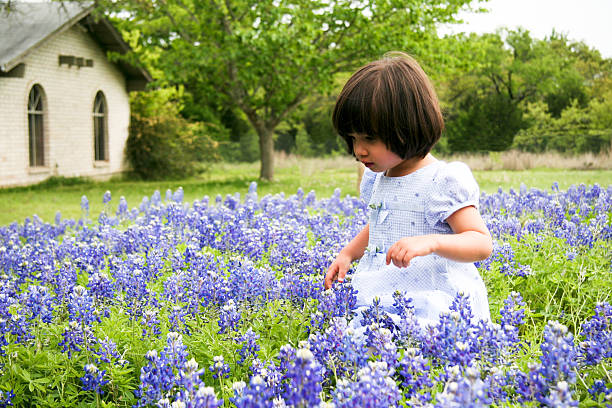 Bluebonnet Walk stock photo