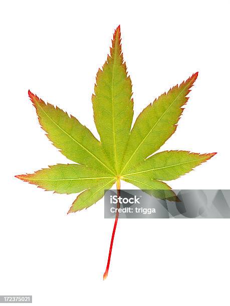 Japanese Maple Leaf Stockfoto und mehr Bilder von Ahorn - Ahorn, Blatt - Pflanzenbestandteile, Botanik