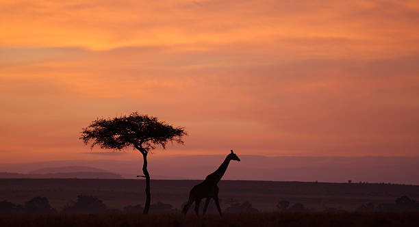 istock Giraffe silhouette against the African sunrise 172375063