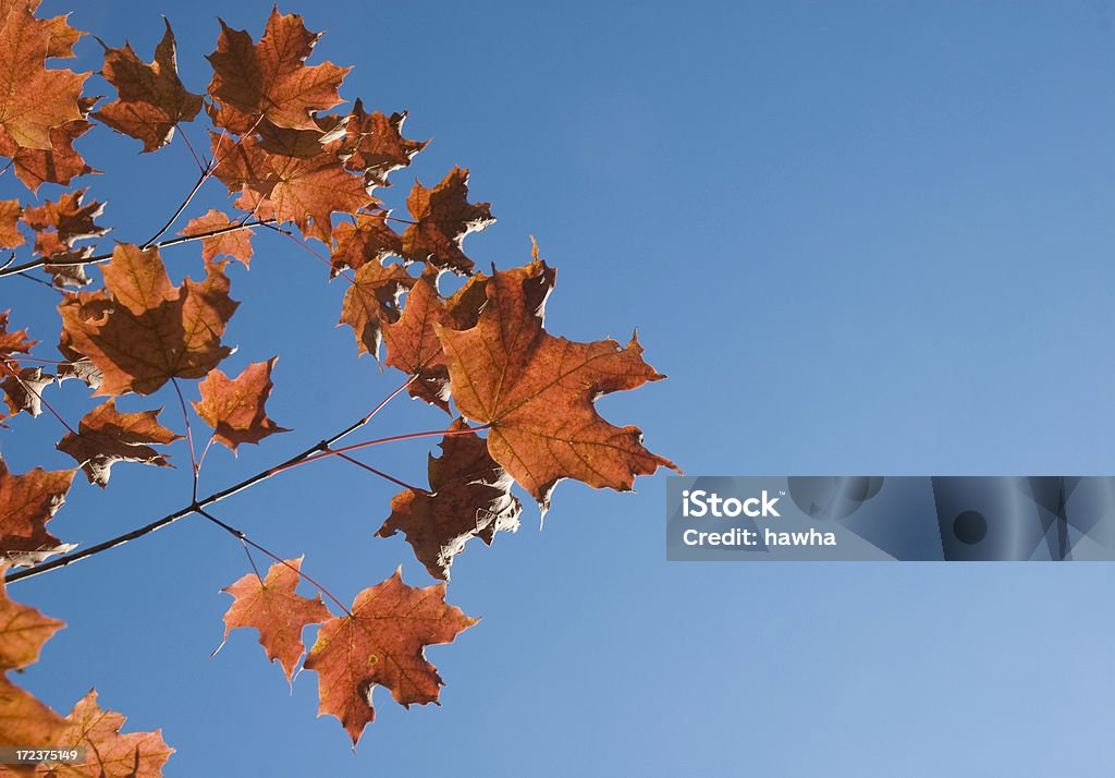 Fogliame autunnale - Foto stock royalty-free di Albero