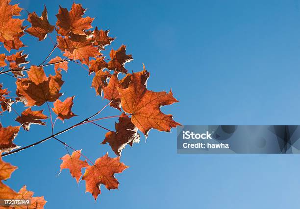 Fogliame Autunnale - Fotografie stock e altre immagini di Albero - Albero, Ambiente, Arancione