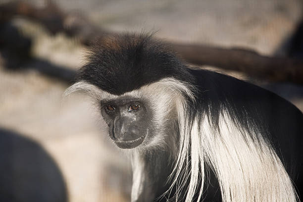 Casaco de macaco - foto de acervo