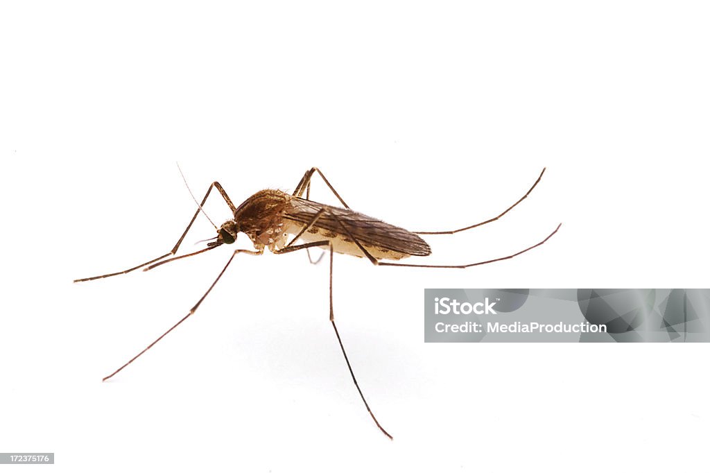 Moustique - Photo de Insecte libre de droits
