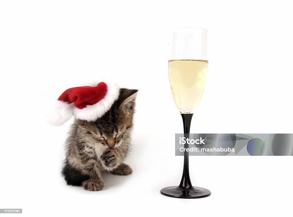 Capodanno gattino - Foto stock royalty-free di Alchol