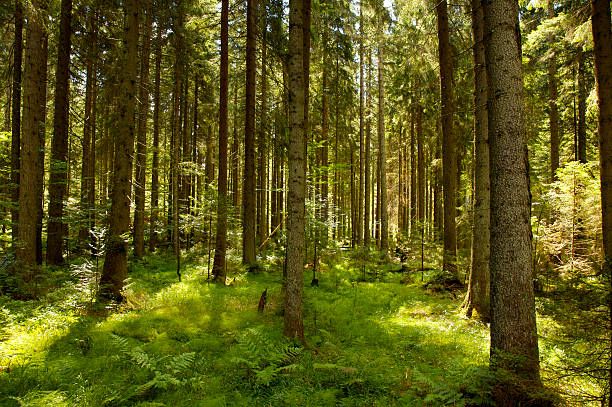 Tree filled forest with sunlight shining through Woodland in the Bavarian forest. bavarian forest stock pictures, royalty-free photos & images